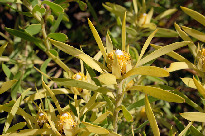 Leucadendron coniferum