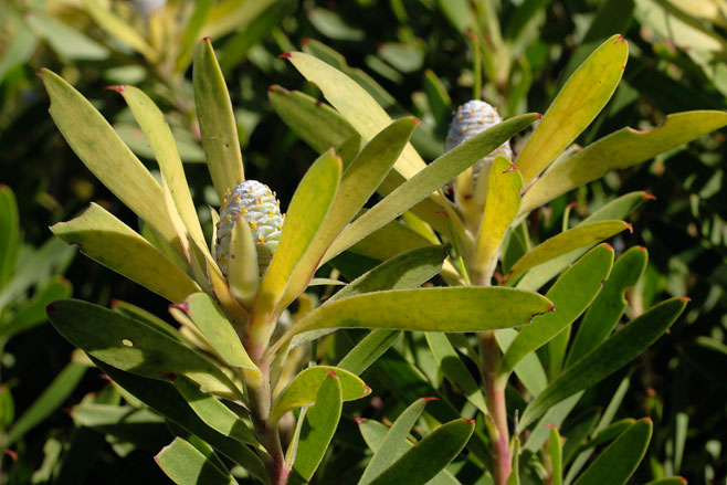 Leucadendron coniferum