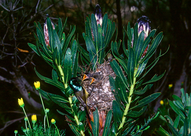 Protea lepidocarpodendron (Black-beard sugarbush)