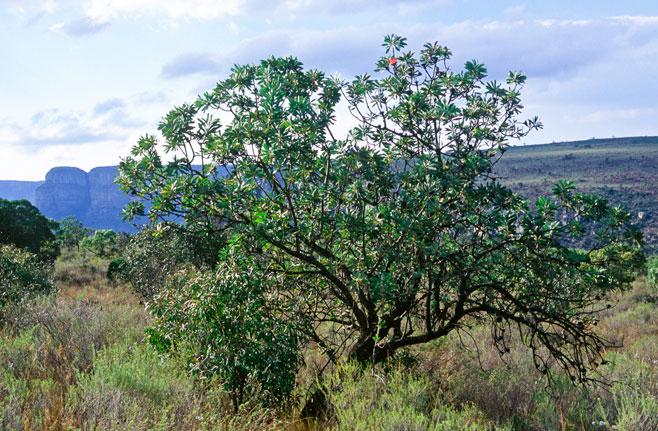 Protea curvata (Barberton sugarbush)