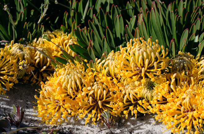 Leucospermum harpagonatum (McGregor pincushion)