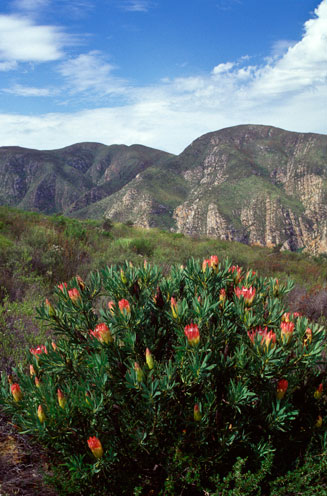 Protea repens (Common sugarbush)
