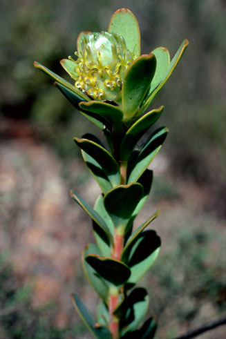 A female plant of the rare Leucadendron cordatum flowering in spring at Bovlakte on the Langeberg Mountains east of Montagu, Western Cape, South Africa