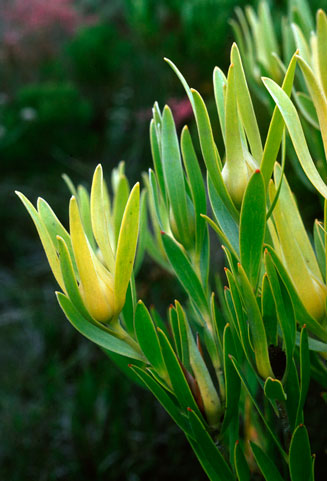Leucadendron cryptocephalum
