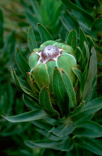 Protea coronata (Green sugarbush)