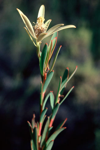Leucadendron diemontianum