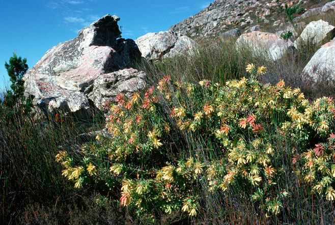 Leucadendron cordatum