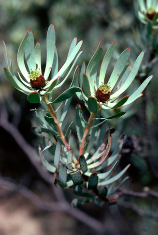 Leucadendron sheilae