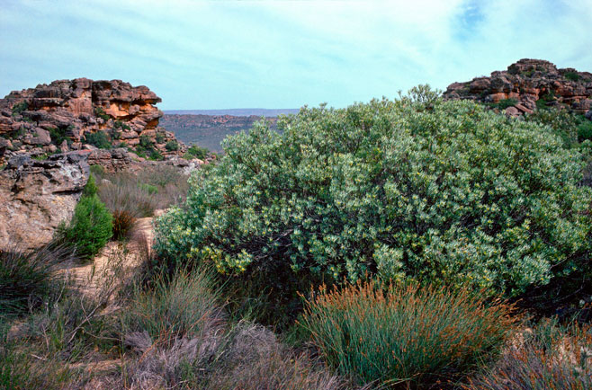 Leucadendron sheilae