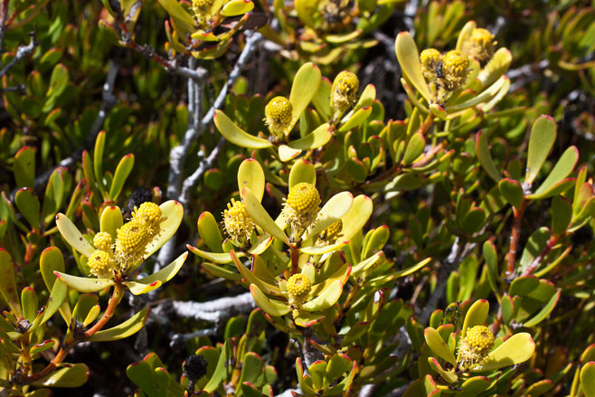 Leucadendron muirii