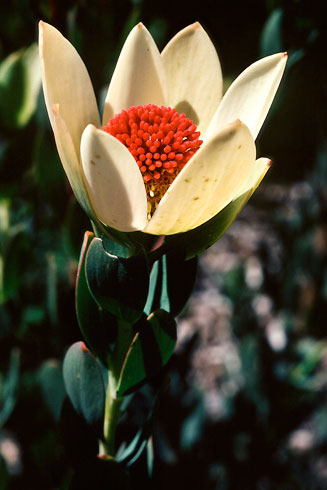 Leucadendron discolor