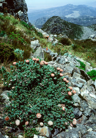 Protea rupicola (Krantz sugarbush)