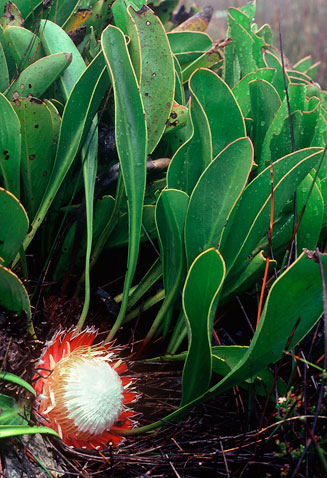 Protea pruinosa (Frosted sugarbush)