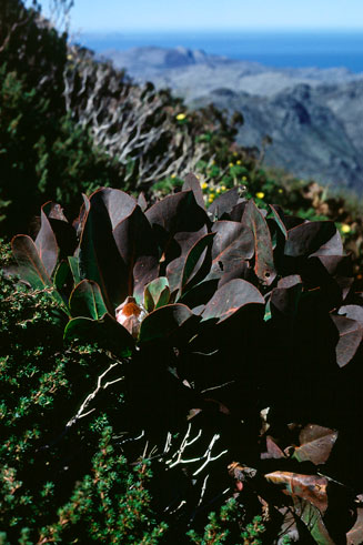 Protea caespitosa (Bishop sugarbush)