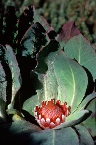 Protea caespitosa (Bishop sugarbush)