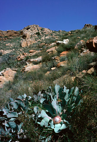 Protea convexa (Large-leaf sugarbush)