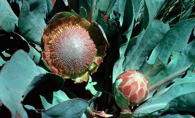 Protea convexa (Large-leaf sugarbush)