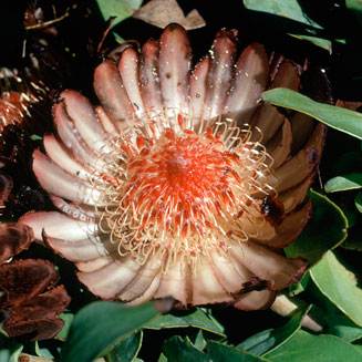Protea amplexicaulis (Clasping-leaf sugarbush)