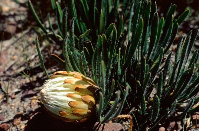 Protea aspera (Rough-leaf sugarbush)