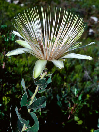 Protea aurea (Common shuttlecock sugarbush)