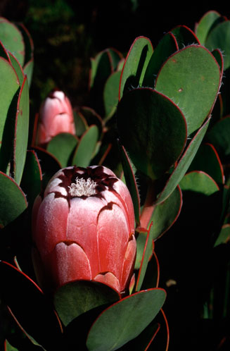 Protea stokoei (Pink sugarbush)