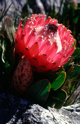 Protea magnifica (Queen protea)