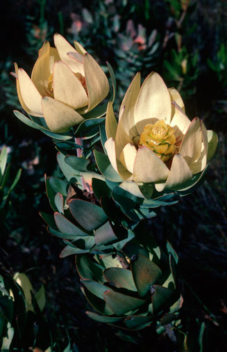 Leucadendron tinctum (Mountain rose)