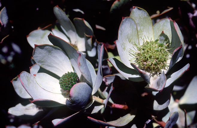 Leucadendron loranthifolium