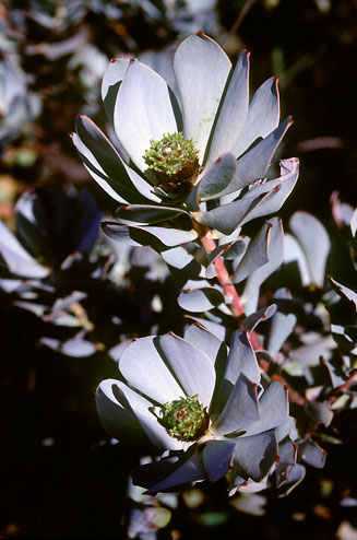 Leucadendron loranthifolium