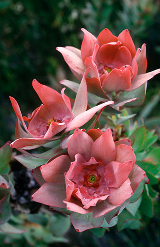 Leucadendron tinctum (Mountain rose)