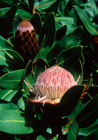 Protea rubropilosa (Transvaal sugarbush)