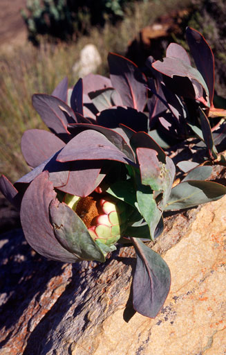 Protea recondita (Hidden sugarbush)