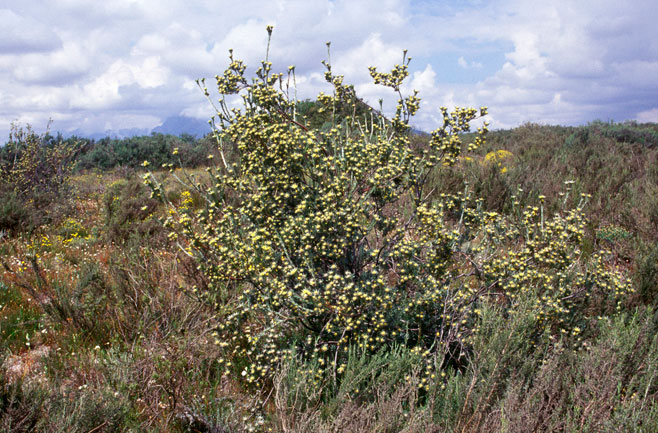 Leucadendron verticillatum
