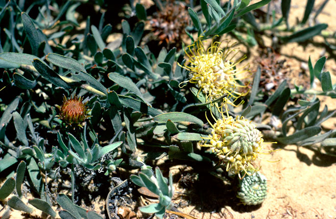 Leucospermum arenarium