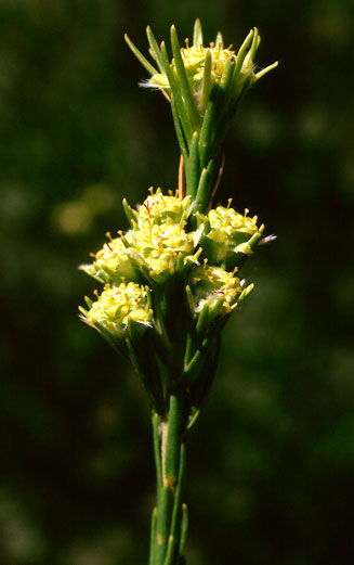 Leucadendron corymbosum