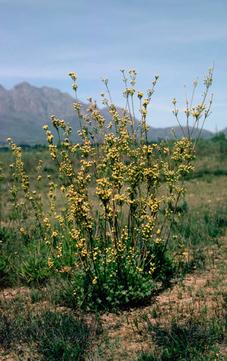 Leucadendron corymbosum