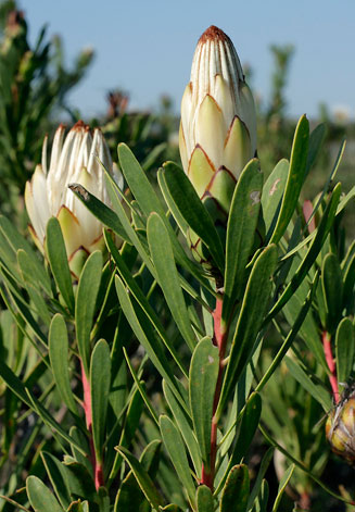 Protea lanceolata (Lance-leaf sugarbush)