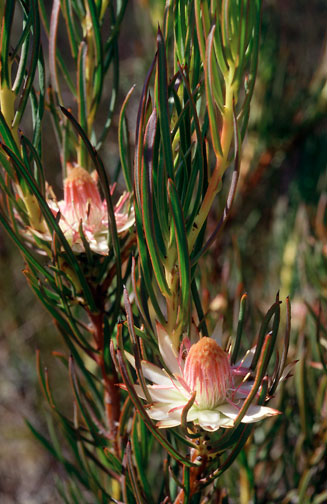 Protea odorata (Swartland sugarbush)
