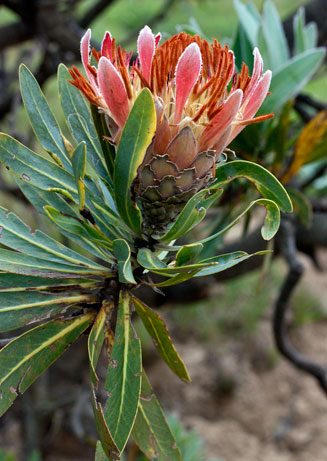 Protea roupelliae (Silver sugarbush)