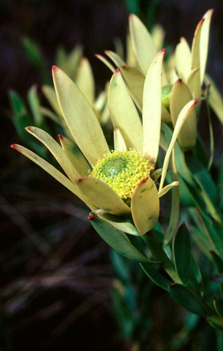 Leucadendron elimense