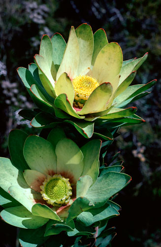 Leucadendron globosum