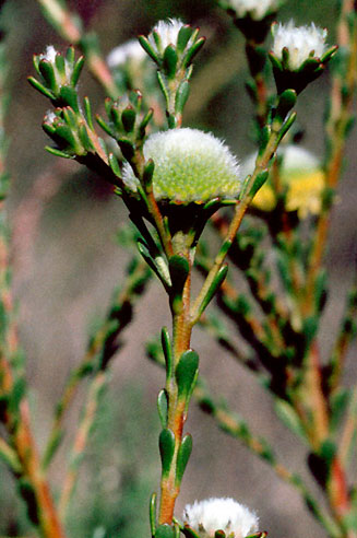 Leucadendron levisanus (Cape Flats conebush)