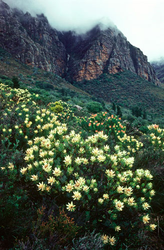Leucadendron daphnoides