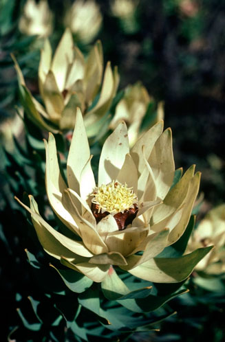 Leucadendron daphnoides
