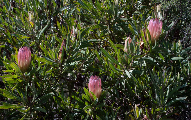 Protea burchellii (Burchell's sugarbush)