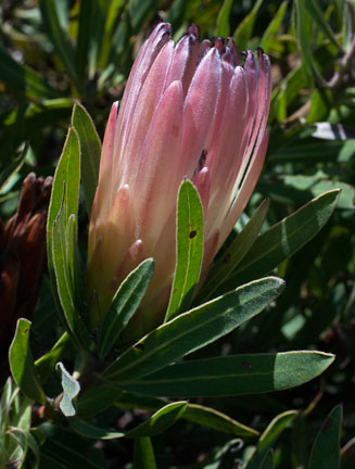 Protea burchellii (Burchell's sugarbush)