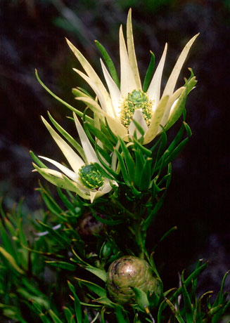 Leucadendron spissifolium