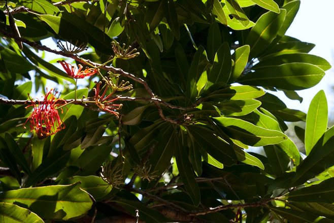 Stenocarpus sinuatus (Firewheel tree)