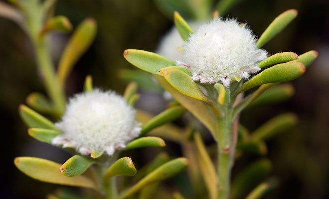 Leucadendron linifolium