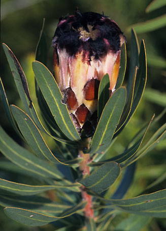 Protea lepidocarpodendron (Black-beard sugarbush)